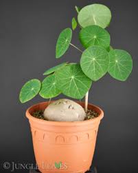 Image result for Talinum portulacifolium