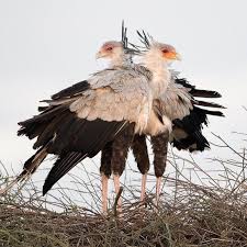 Birds With Their Nest Pin On Bird Pix