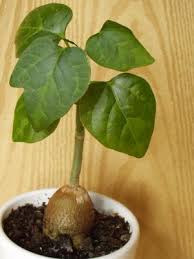 Image result for Pyrenacantha kirkii