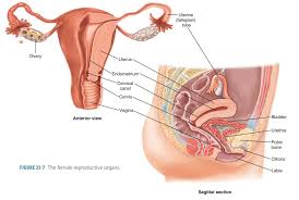 Image result for female sex organ