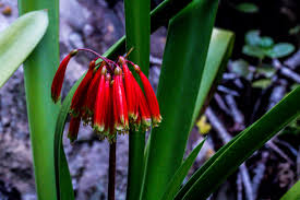 Image result for Clutia robusta