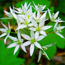 Des Boutons Floraux D Ail Des Ours Fleurs De L Ail Des Ours Au Vinaigre Une Recette De Mon Ami Ail Des Ours Plantes Sauvages Comestibles Plantes Comestibles