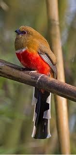 Bird With Red Head And Chest Trogon Cabecirrojo Red Headed Trogon Rotkopftrogon Trogon A Tete Rouge Beautiful Birds Animals Beautiful Birds