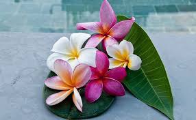 Growing Plumeria Frangipani Indoors In Containers Part2 5 Flower Pot Design Indoor Plumeria Plumeria Flowers