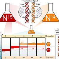 Branches Of Biology Divisions Of Biology Fields Of Biology