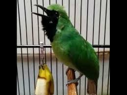 Hallo para kicau mania, kali ini jamtrok mania akan membahas cucak ijo yang se… Cucak Ijo Gacor Ngentrok Jambul Nembak 3 Cara Memaksimalkan Ngentrok Dan Jambul Cucak Ijo Di Lapangan