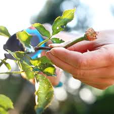 Schneiden sie jedoch auf keinen fall während einer frostperiode, sondern warten sie mildes und trockenes wetter ab. Rosen Im Fruhjahr Schneiden Diese Fehler Sollten Sie Vermeiden Stern De