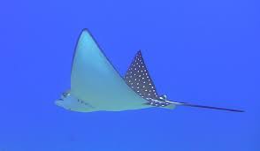 The eagle ray diving center offers two diving tours daily at 9 am and 11 am, with 16 divers' capacity in each tour. Spotted Eagle Ray Most Popular Photos Jungledragon