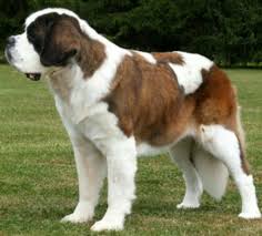 Ask questions and learn about saint bernard st bernards at nextdaypets.com. Short Haired St Bernard St Bernard Dogs Bernard Dog Poodle Mix