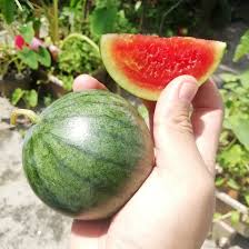 Semangka memerlukan ruang yang luas kerana ia merupakan tanaman yang menjalar. Sweet Mini Red Watermelon Rare Seeds Benih Tembikai Mini Merah Manis Shopee Malaysia