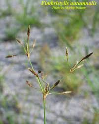 Image result for Fimbristylis complanata