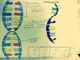 The tools that are inside this tool are carefully designed and will make your workbench look and work at its best. 32 Dna The Double Helix Worksheet Answer Key Worksheet Project List