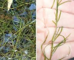 Image result for Potamogeton pusillus
