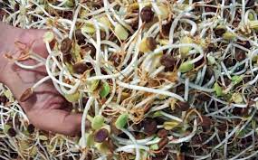 Sedangkan yang memiliki spora tidak berfl agela dimasukkan ke dalam dunia fungi dan dibagi menjadi 3 divisi, yaitu divisi zygomycotina, divisi ascomycotina, dan divisi basidiomycotina. Tersedia Di Pios Kecambah Ale Penuh Manfaat Untuk Tingkatkan Imunitas