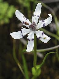 Image result for Wurmbea angustifolia