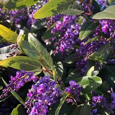 Image result for Hardenbergia