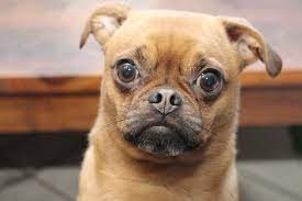 Why Do Dogs Put Their Ears Back When You Pet Them Or Look At Them