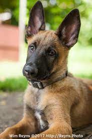 11 Weeks Old Malinois Puppy Zino Malinois Puppies Belgian Malinois Dog Malinois Dog