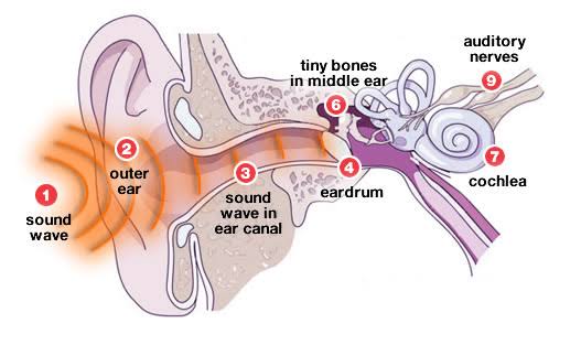 Hearing Explained | The Hearing Care Centre