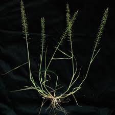 Image result for Pogonarthria