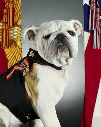 Are there any pet portraits by splendid beast? Bulldog Official Mascot Marine Corps Usa Dog Portrait Canine Domestic Pose Sitting Close Up Pikist