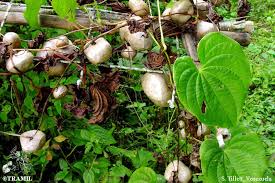 Image result for Dioscorea minutiflora