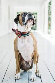 Pin On Featured On Daily Dog Tag
