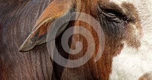 Bull Closeup Of A Bulls Eye And Ear Bull Image Close Up