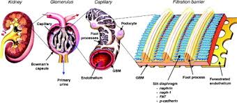All epithelium and endothelium is in direct association with bms. Morphology And Ultrastructure Of Basement Membranes Sciencedirect