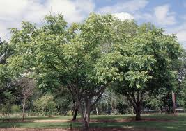 Image result for Juglans