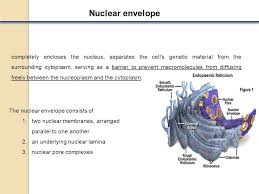 What is the function of nucleus membrane. Cell Biology Lecture 6 Nucleus Structural Components Molecular Structure And Function Of Each Component 1 Nuclear Envelope 2 Nucleoskeleton 3 Nuclear Ppt Download