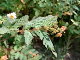 Image result for Aeschynomene multicaulis