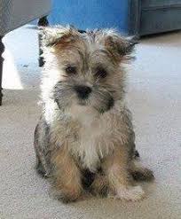 This pocket sized pet is loyal, active, and determined! Shih Poo Terrier
