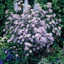 Wood S Blue Aster Aster Front Yard Plants American Meadows