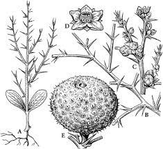Image result for Eureiandra sp. A