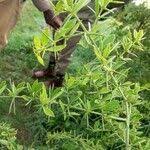 Image result for Azima tetracantha