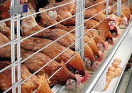 We did not find results for: Dispertan Bantenprov Go Id Budidaya Ayam Petelur Skala Rumah Tangga