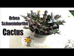 Image result for Orbea schweinfurthii