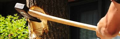 365 Things In 365 Days Blog Archive 154 Cut Down A Tree With An Axe