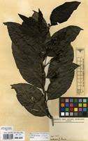 Image result for Morinda lucida