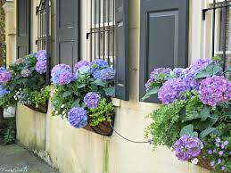 I wonder if they are all hand watered or if there is irrigation in them, because they have to have a lot of water. Charleston S Glorious Window Boxes Fanningsparks