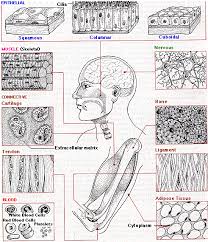 What are the similarities between plant and animal tissues? Animal Tissues
