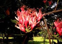 Image result for Jamesbrittenia albobadia