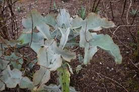Image result for Kalanchoe latisepala
