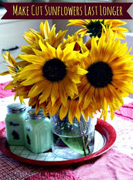 Check spelling or type a new query. Sunny Simple Life Make Cut Sunflowers Last Longer