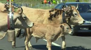 Jean jacques serre jean jacques. Pas De Fete Mais Une Transhumance Malgre Tout Sur L Aubrac Youtube