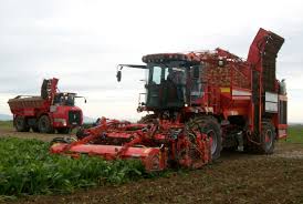 Image result for sugar beet