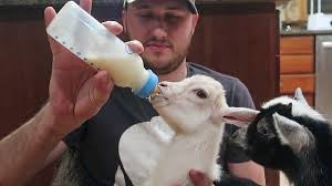 You don't want them to get sick from any bacteria. Bottle Feeding Baby Goats Youtube