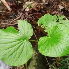 Image result for Piper umbellatum