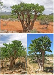 Image result for Sesamothamnus